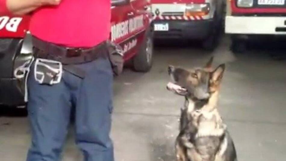 Perro Halcón