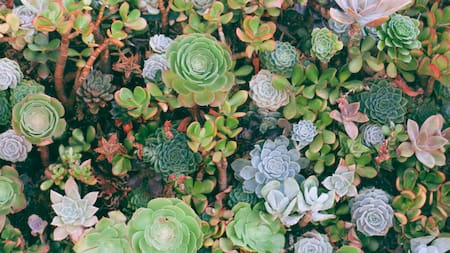 Suculentas. Foto: Unsplash.