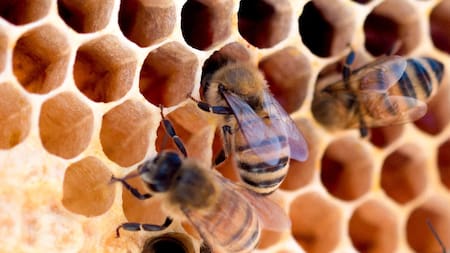Abejas. Foto: Unsplash.