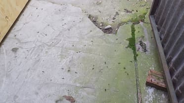 Invasión de hormigas voladoras en el AMBA: las zonas más afectadas y los motivos detrás de la plaga