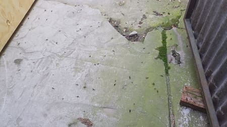 Invasión de hormigas voladoras en el AMBA: las zonas más afectadas y los motivos detrás de la plaga