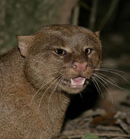 Jaguarundi, felino. Foto X @SalvadoranPride