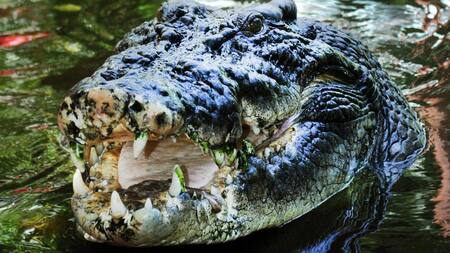 Cocodrilo de Australia. Foto: EFE.