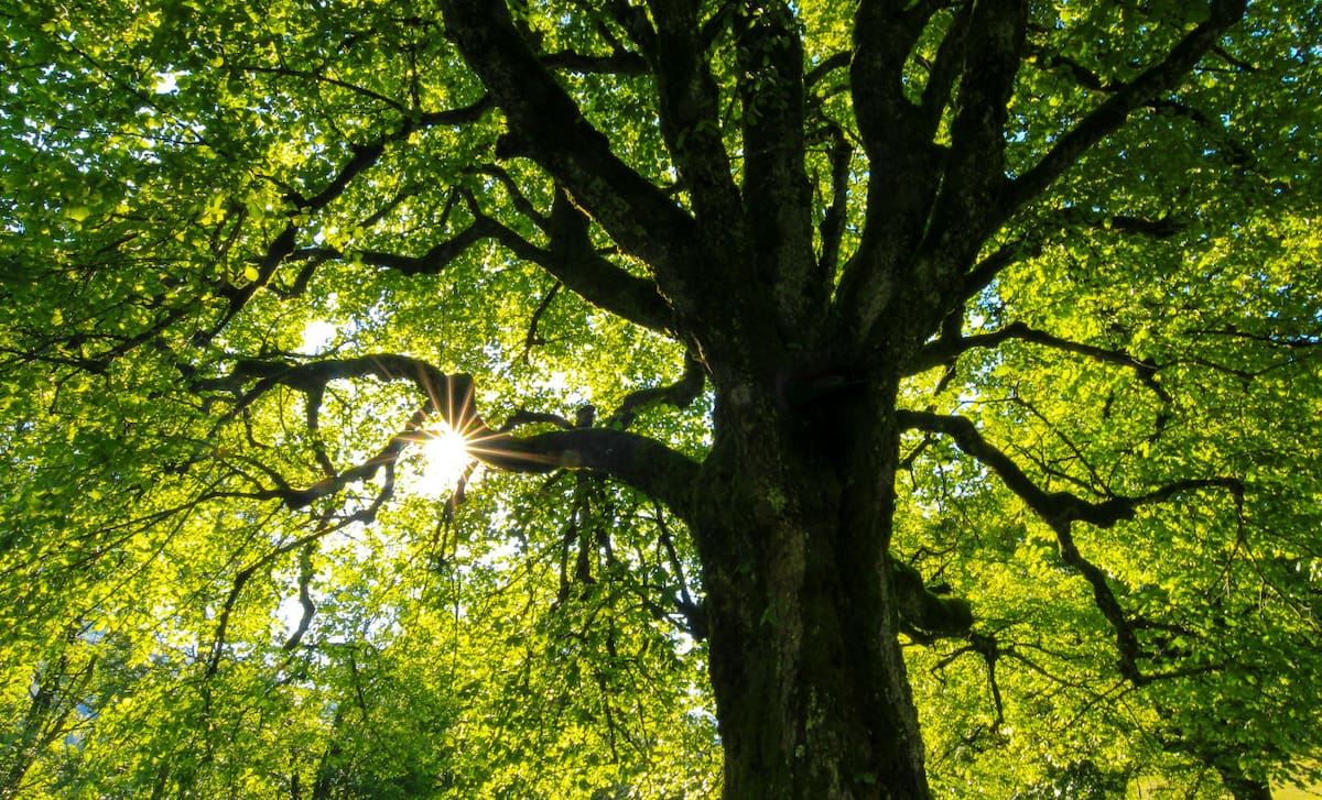 Árboles. Foto: Unsplash.