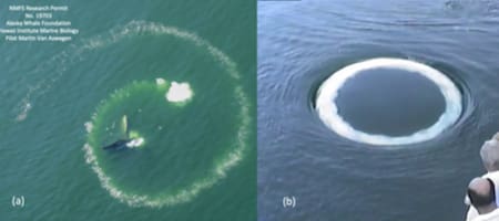 Los extraños anillos de burbujas que se formaron en el océano.