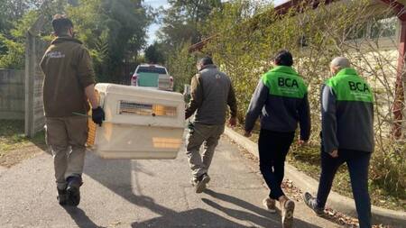 Ambiente trasladó a un santuario natural de Entre Ríos a dos monos rescatados en el Partido de La Costa. Foto: NA.