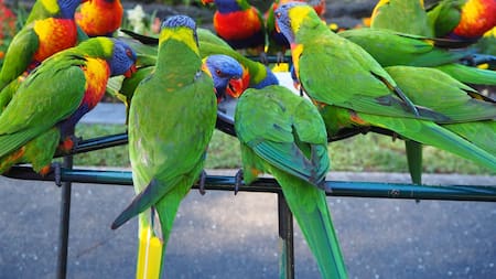 Cotorras, foto ilustrativa. Foto: Unsplash.