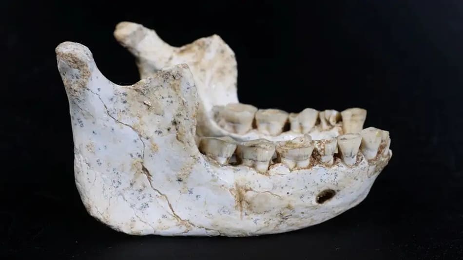 Un equipo de paleontólogos realizó un descubrimiento inédito.