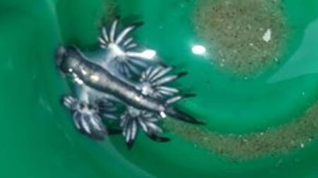 Dragones azules venenosos en Estados Unidos