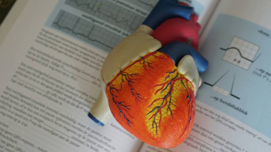 Medicina; corazón. Foto: Unsplash