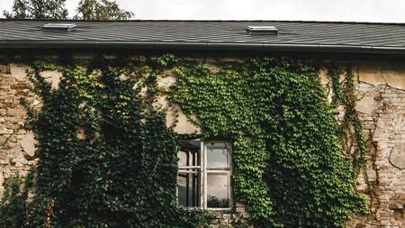 Las enredaderas son ideales para rellenar espacios y darles color. Foto: Pexels.