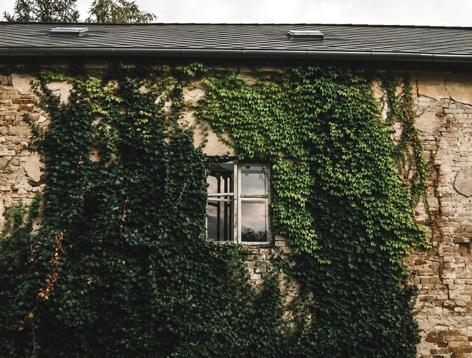 Enredaderas. Foto: Pexels.