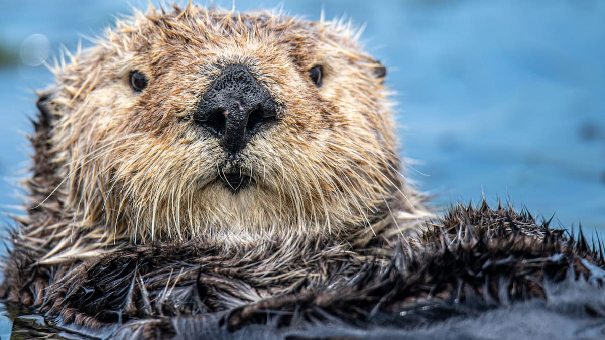 Los primeros 20 castores fueron introducidos en Tierra del Fuego en 1946 con el objetivo de desarrollar una industria peletera. Foto: Unsplash.