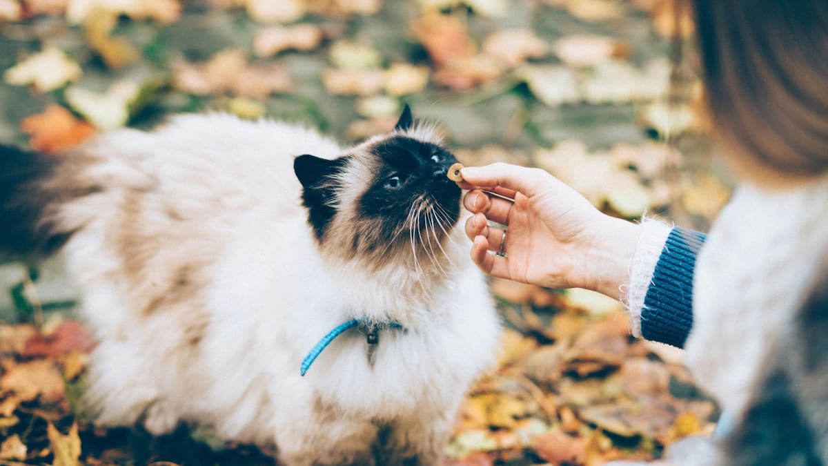 Los gatos orinan a algunas personas y estas son las razones, ¿lo sabías?
