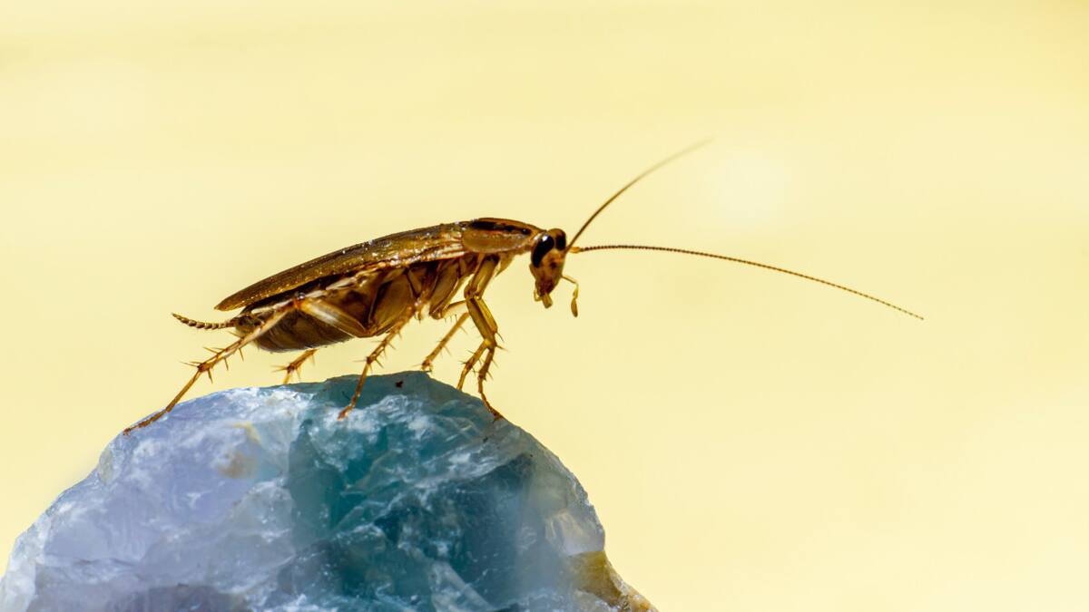 Cucaracha. Foto: Unsplash