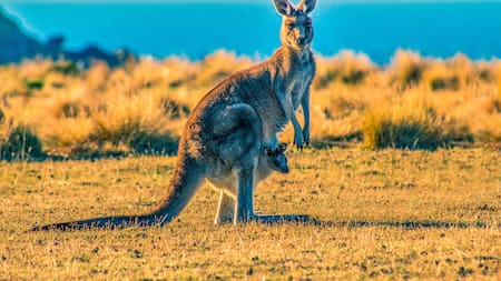 Los canguros solo se pueden encontrar en Oceanía. Foto: Unsplash.
