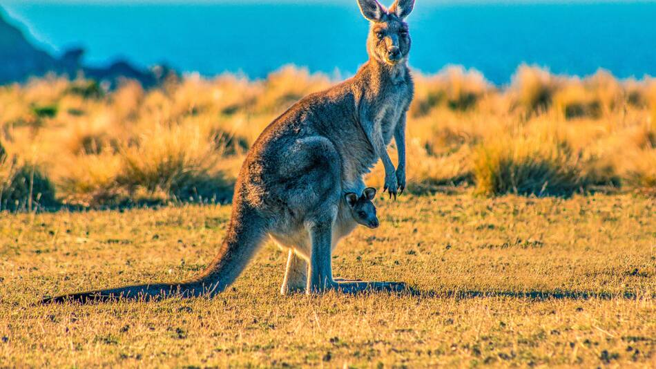 Los canguros solo se pueden encontrar en Oceanía. Foto: Unsplash.