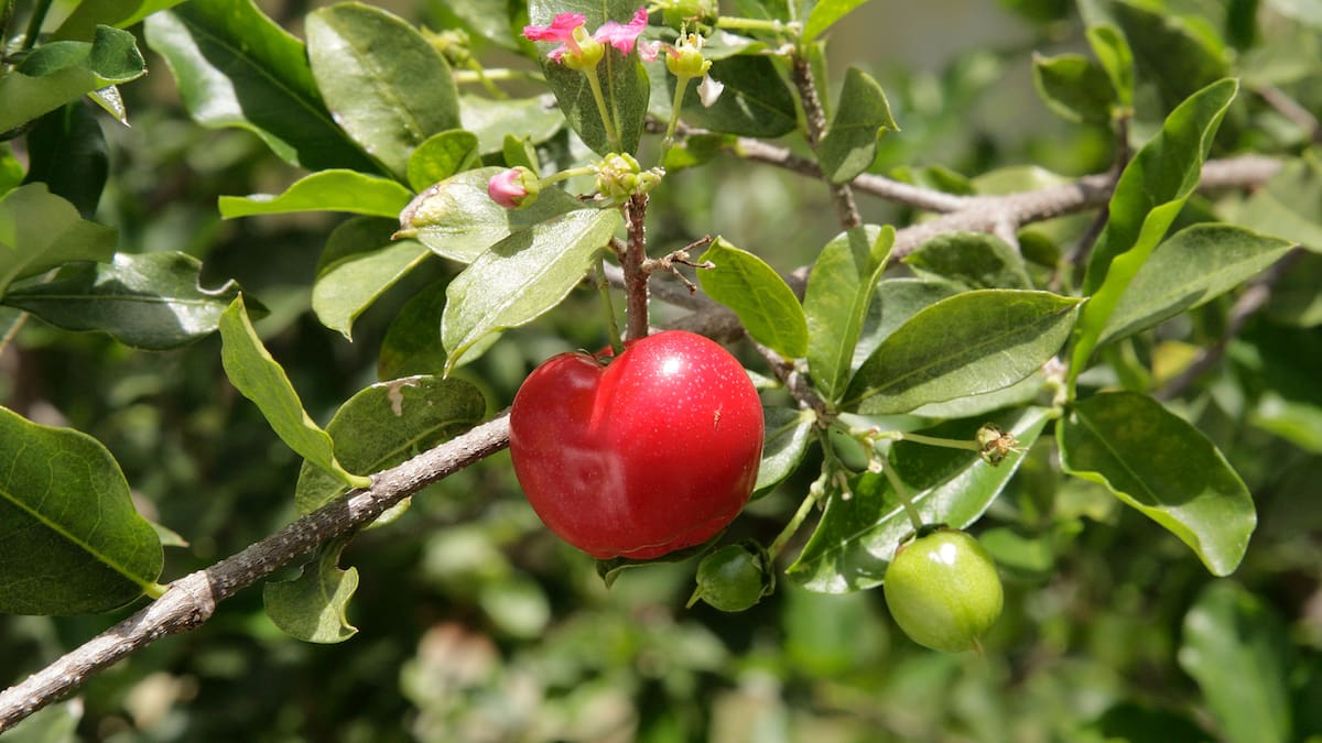 La acerola produce frutos pequeños y rojizos cuyo contenido de vitamina C puede superar ampliamente al de los cítricos.