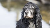 Perros viejitos: a qué edad envejecen, según tamaño y raza