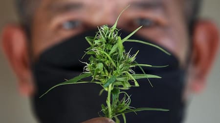 Tailandia flexibiliza la normativa sobre el consumo de cannabis. EFE.