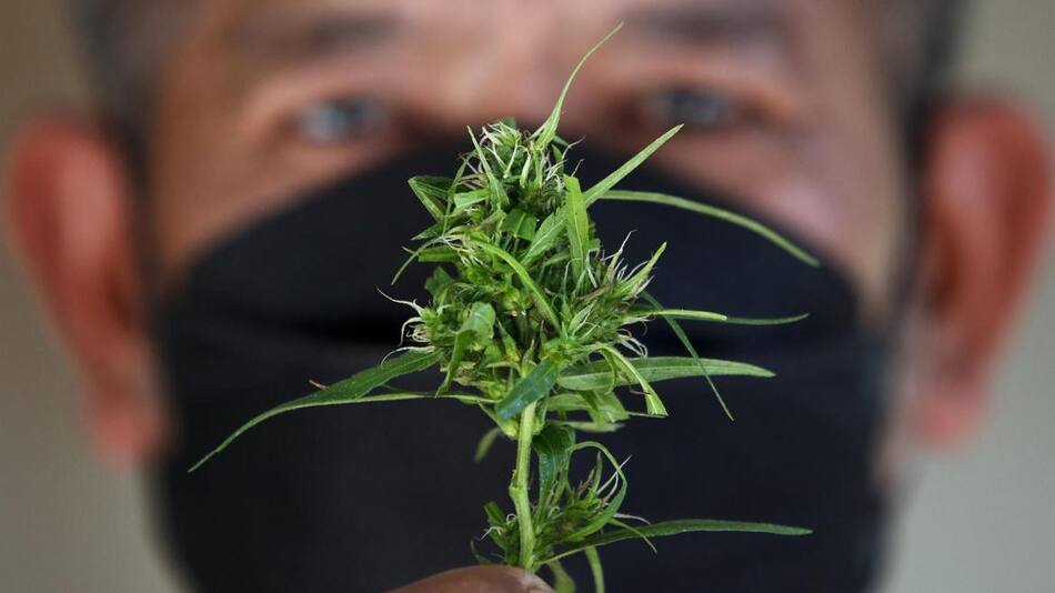 Tailandia flexibiliza la normativa sobre el consumo de cannabis. EFE.