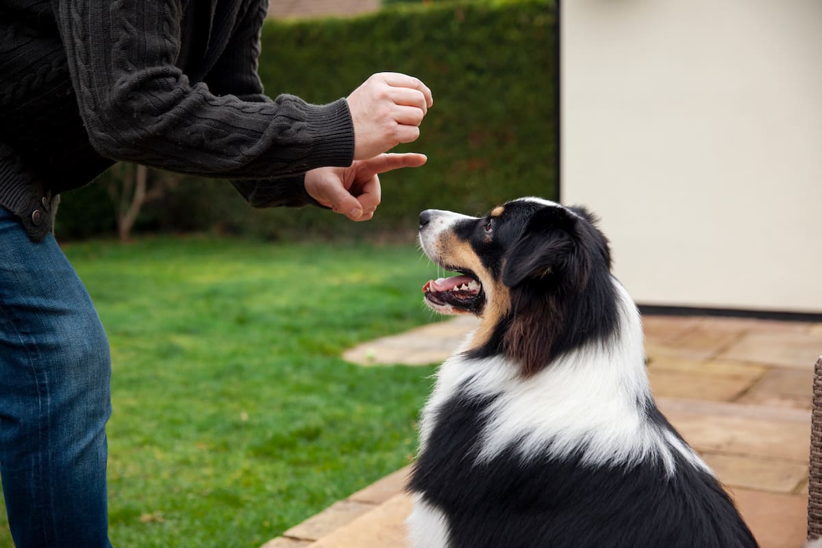 Adiestramiento, perros, animales.