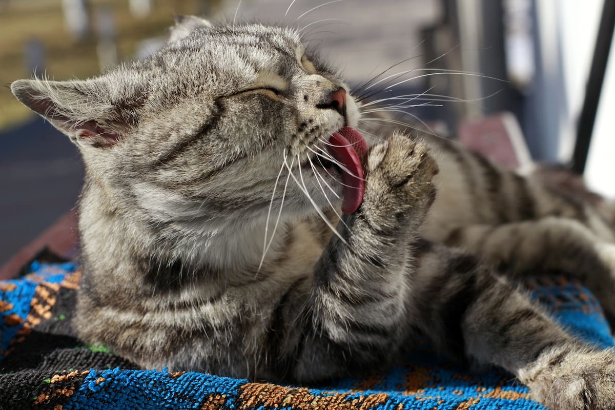 Gato, animales.