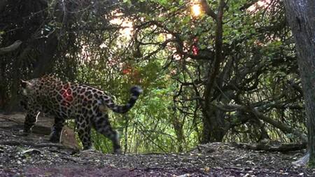 Yaguareté, animal. Foto: NA