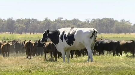 Knickers, el novillo "gigante"