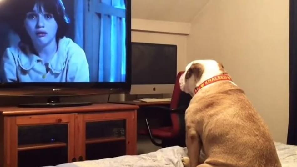 Perro mira película de terror