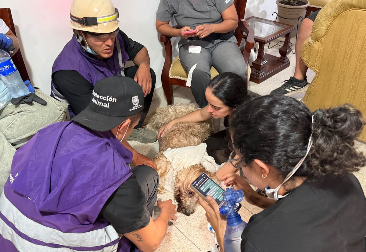 Antonio fue encontrado en una zona despejada que había quedado debajo del edificio de departamentos colapsado.