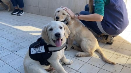 Presentación de canes en la Aduana. Foto: prensa.