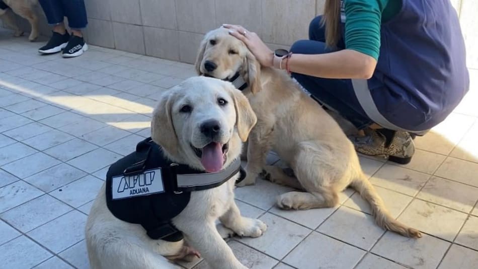 Presentación de canes en la Aduana. Foto: prensa.