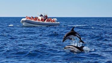 Avistaje de delfines en Argentina: cuál es la playa patagónica donde se los puede ver de cerca