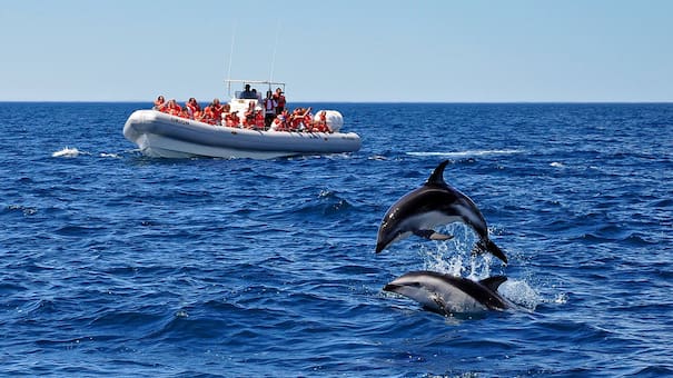 Avistaje de delfines en Argentina: cuál es la playa patagónica donde se los puede ver de cerca
