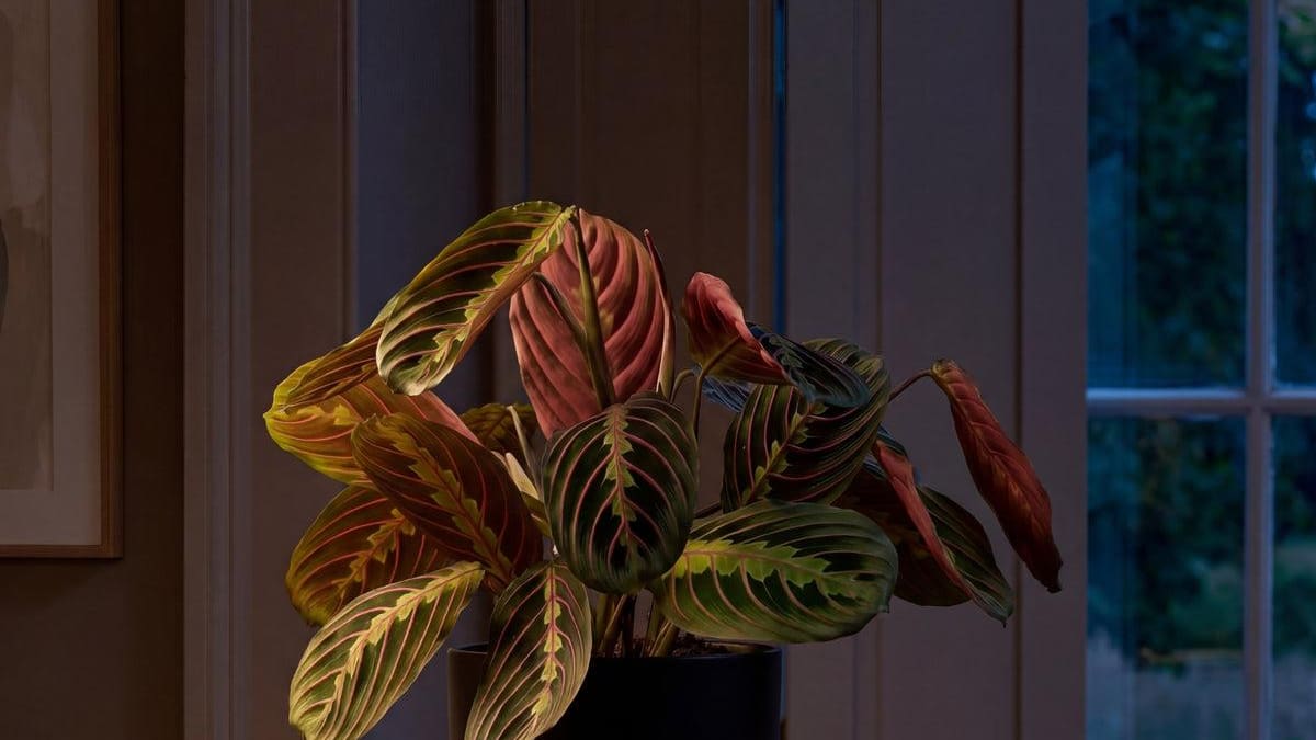 ¿Cuáles son las plantas que durmen de noche?