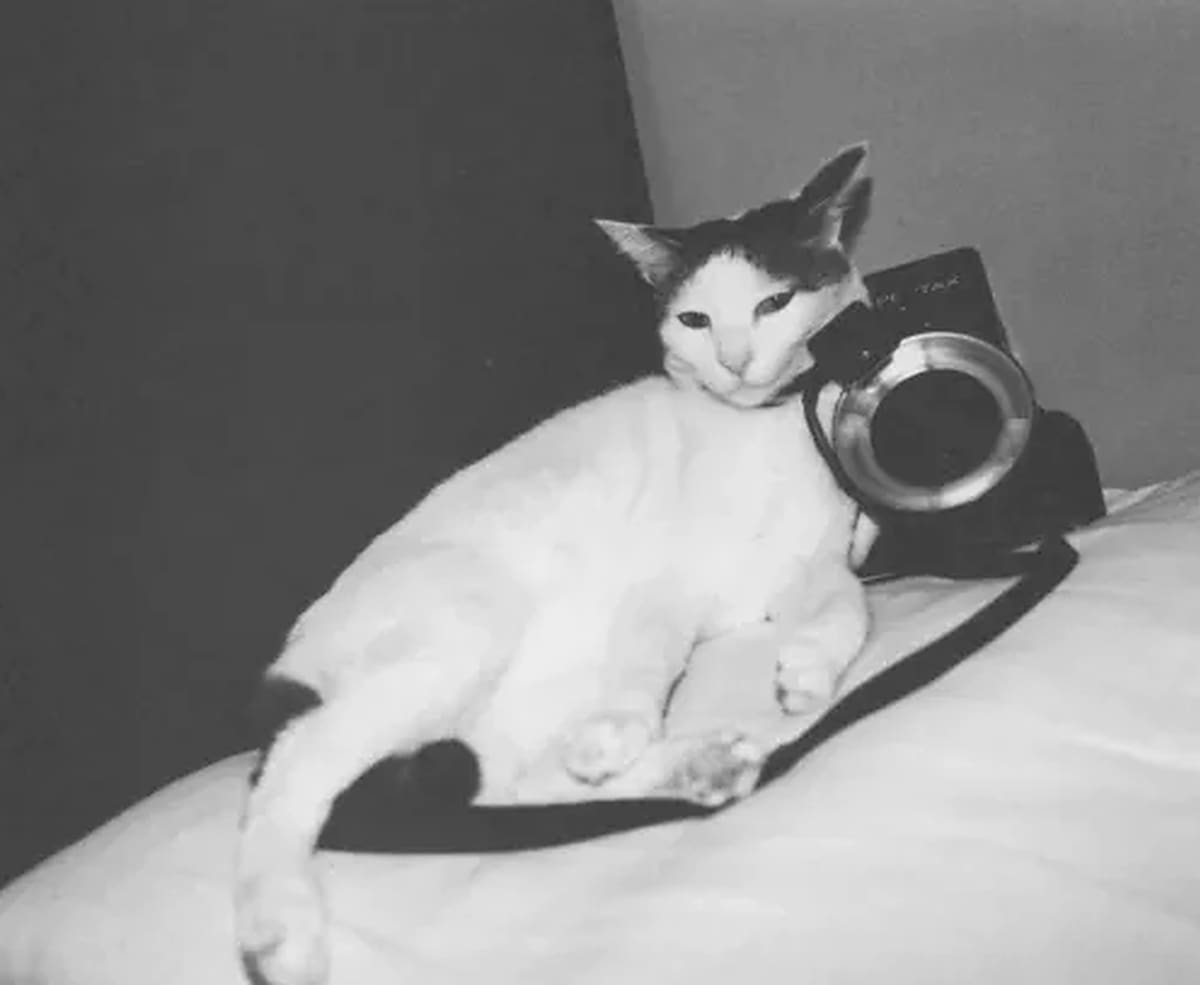 El fotógrafo japonés Nobuyoshi Araki retrató durante 22 años a Chiro, la gata que llegó a su hogar por iniciativa de su esposa Yoko. Tras perder a ambas, encontró en las fotografías una manera de conservar sus recuerdos.