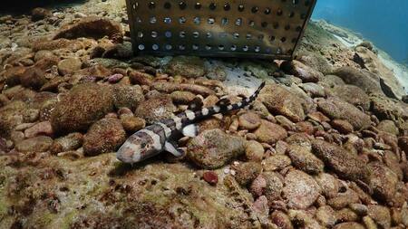 Tailandia cría tiburones bambú para salvar la especie. Foto EFE.