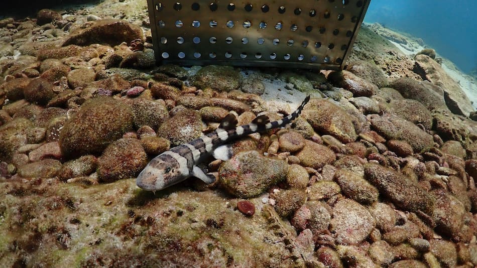 Tailandia cría tiburones bambú para salvar la especie. Foto EFE.
