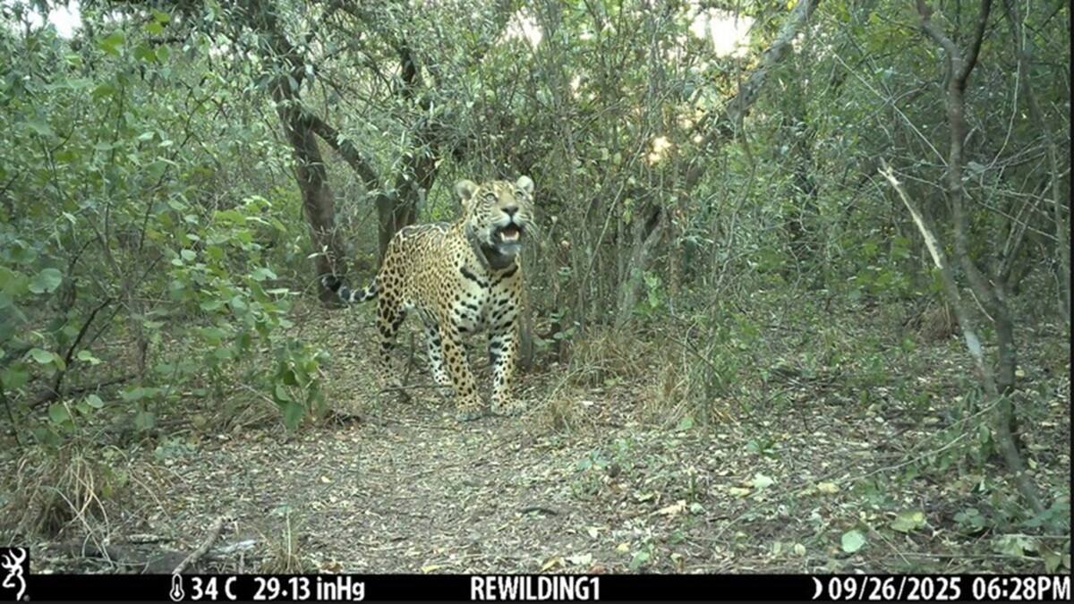 Acaí se perdió semanas después de su reintroducción.