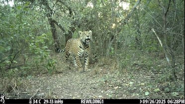 Dos meses sin Acaí: que pasó con la yaguareté desaparecida en El Impenetrable
