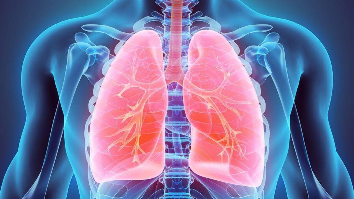 Pulmones