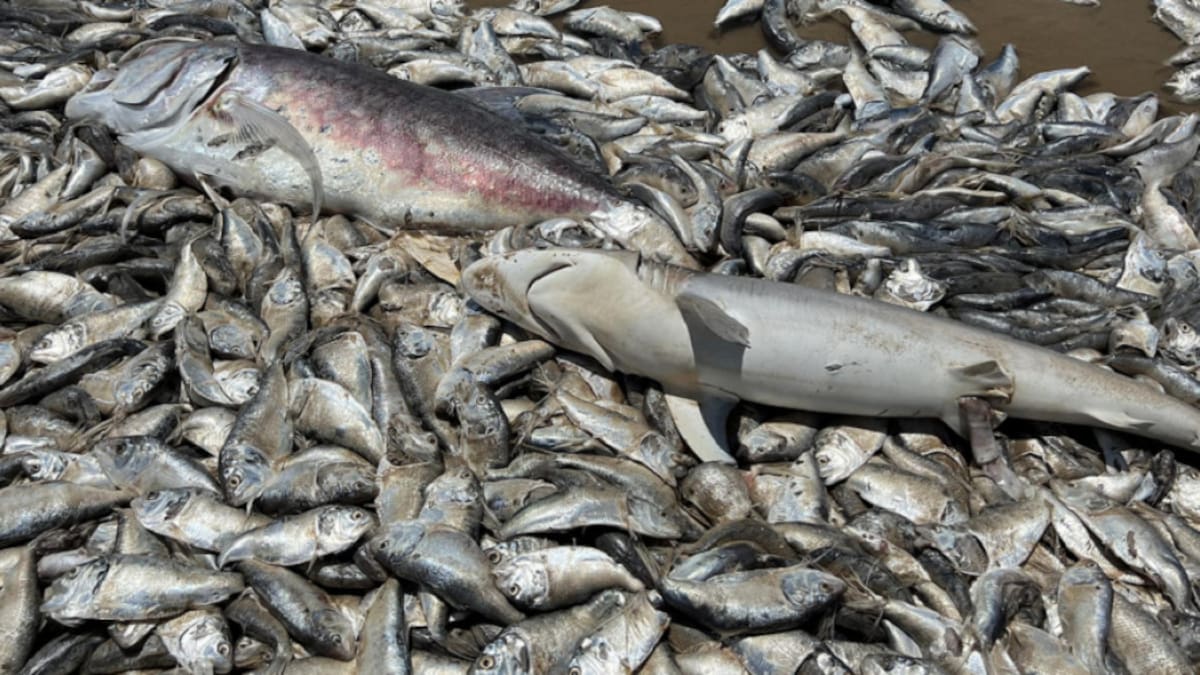 Miles de pescados muertos en Texas. Foto: Twitter/AlertaMundial2.