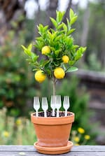 Clavar Tenedores de Plástico en Limoneros: El Truco Poco Conocido que Protege a las Plantas