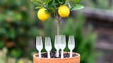 Poner tenedores de plástico en la tierra del limonero: los milagrosos beneficios de este truco casero
