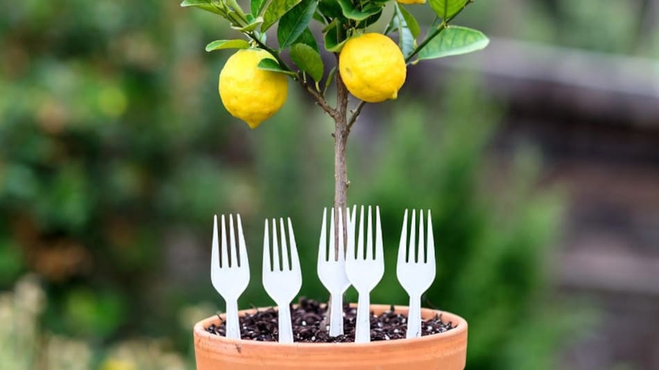 Truco de los tenedores en los limoneros