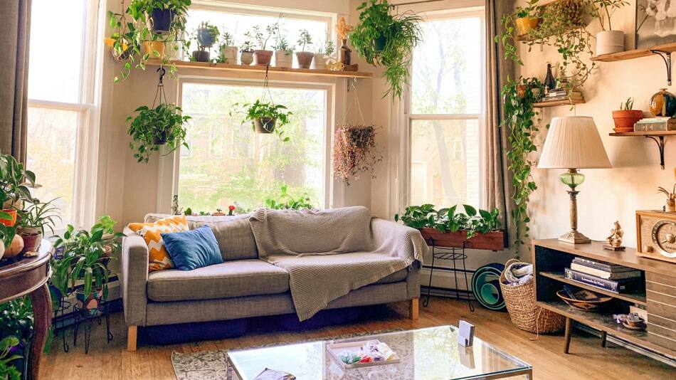 El Feng shui recomienda 6 tipos de plantas para atraer el amor. Foto: Unsplash.