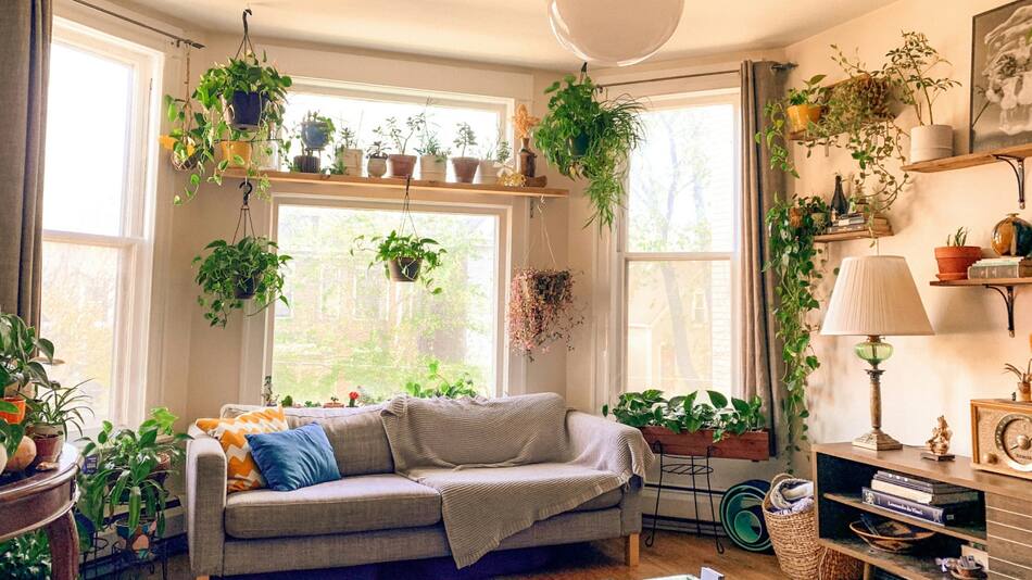 El Feng shui recomienda 6 tipos de plantas para atraer el amor. Foto: Unsplash.
