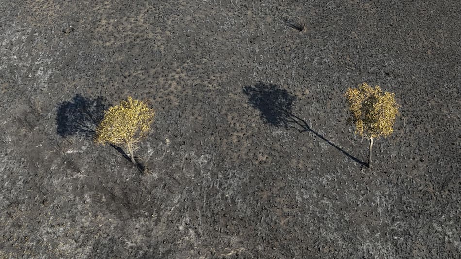 El Pantanal estaría por atravesar una de sus peores sequías. Foto: EFE.