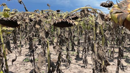 Productores agropecuarios en alerta: la predicción "negativa" de clima para la temporada 2024-25